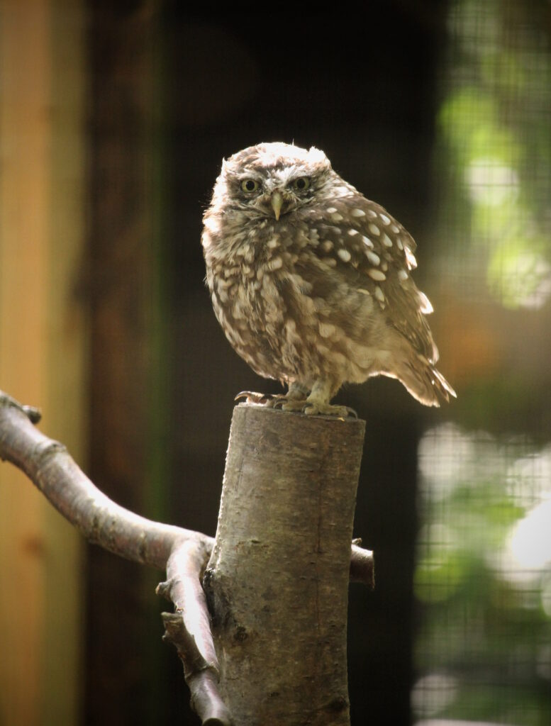 A little owl standing on a branch inside its enclosure. The owl is looking directly at the camera.