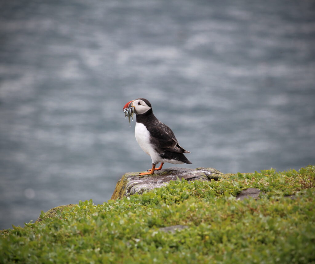 A puffin standing on the cliff with three sand eels in its beak.