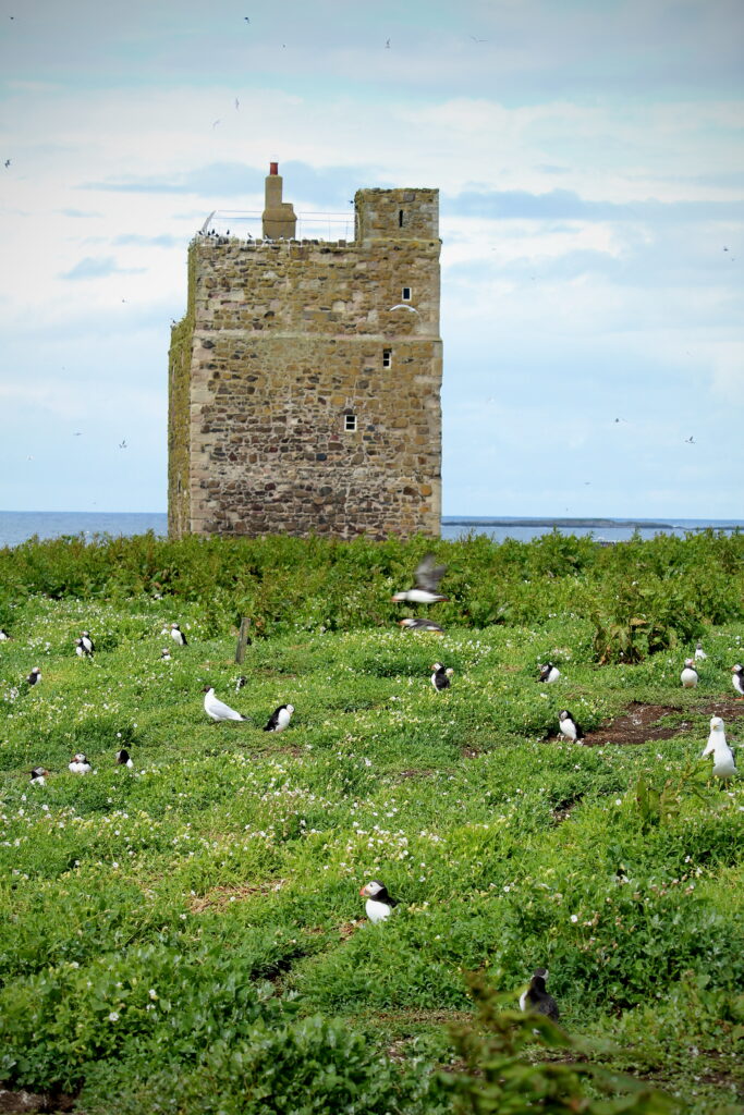 Puffins and seabirds in front of Prior Castell's Tower, Inner Farne.