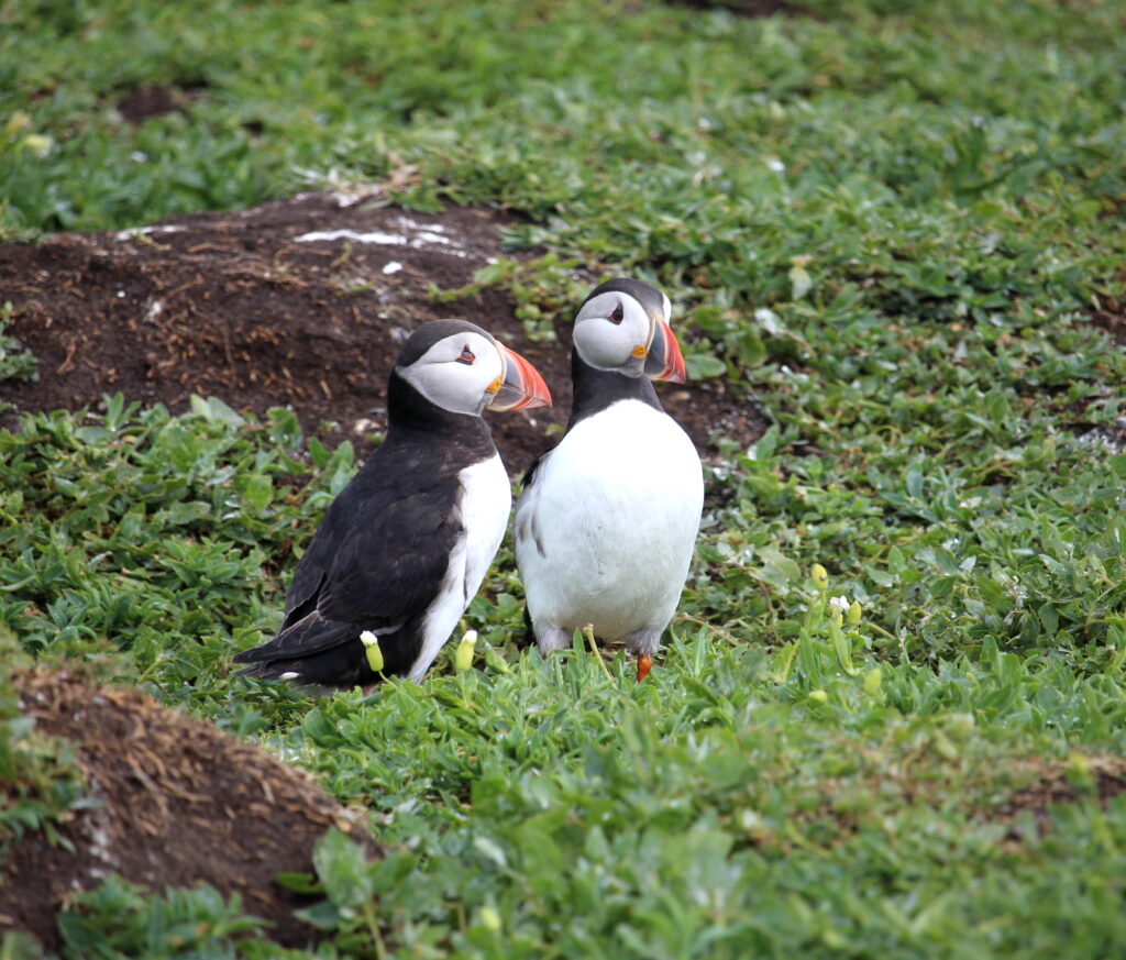 Two puffins standing together on the ground of Inner Farne.