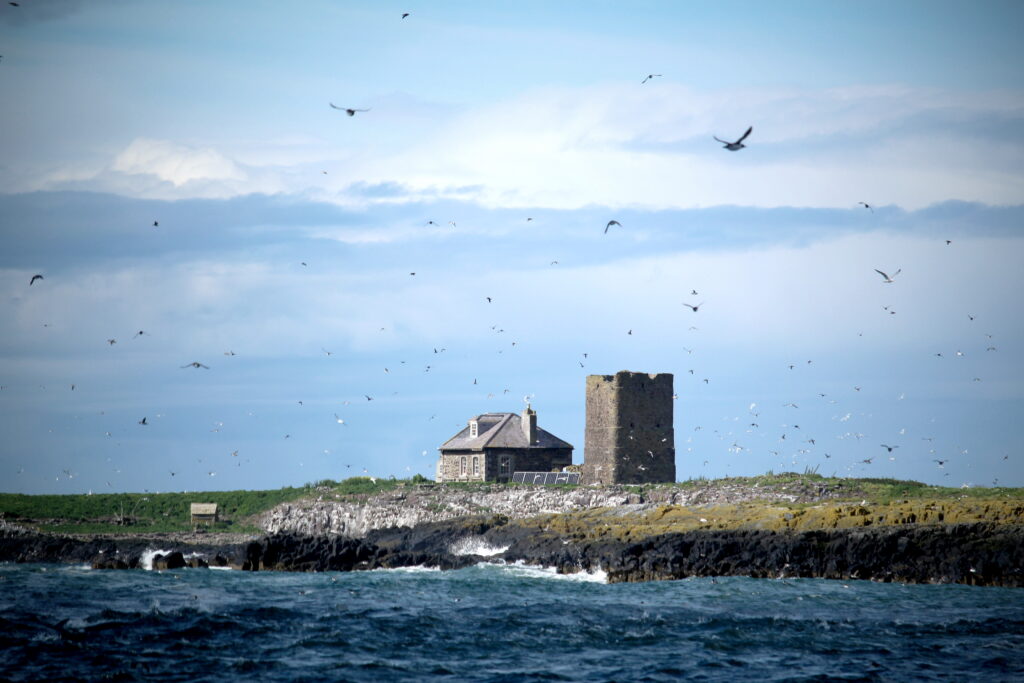 View of Inner Farne island, taken from the boat. Pele's Tower and the Island chapel are visible on the shore. Birds are flying in the foreground and distance.