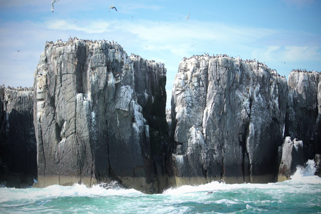 Guillemots standing on the cliffs at Staple Islands, taken from the boat. The cliffs are high and waves are crashing into them.