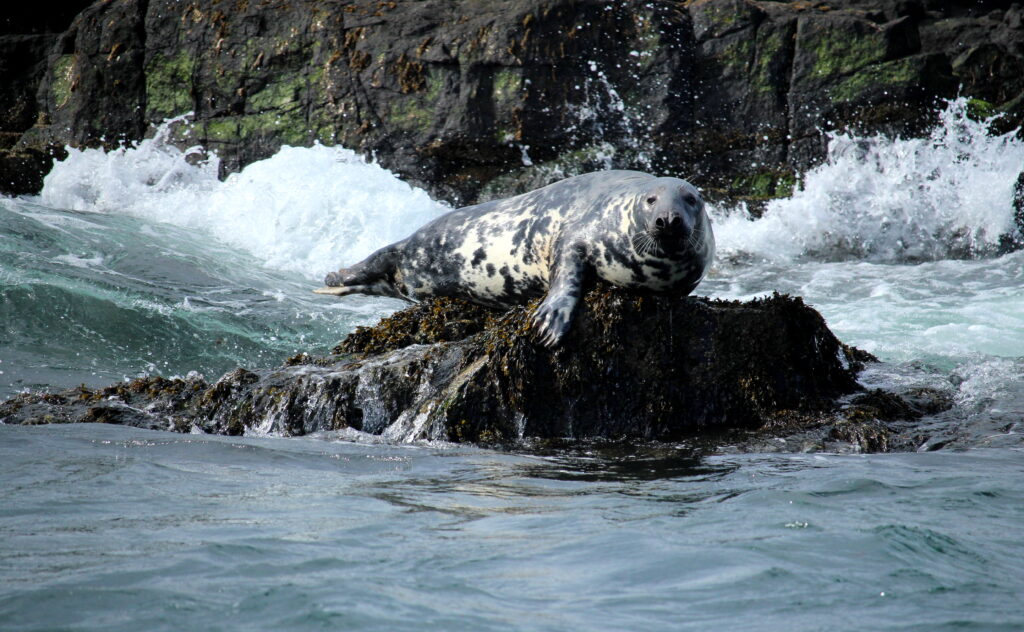 A grey seal lying on a rock in the sea. The seal is looking at the camera and is mostly grey and white.