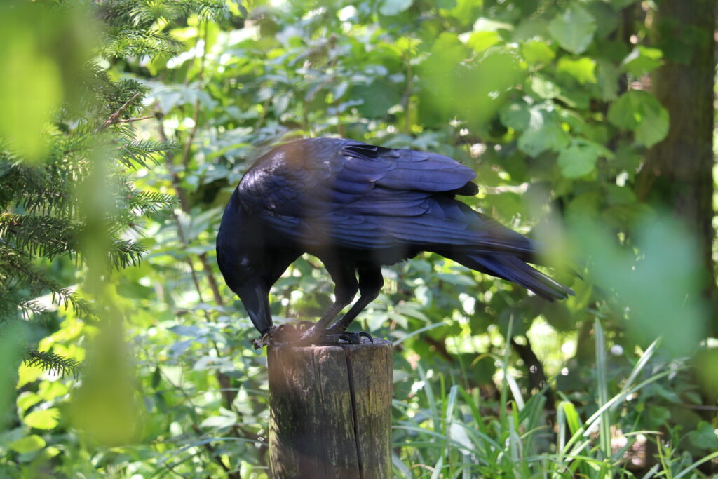 A black raven standing on a post in its enclosure at Wildwood.