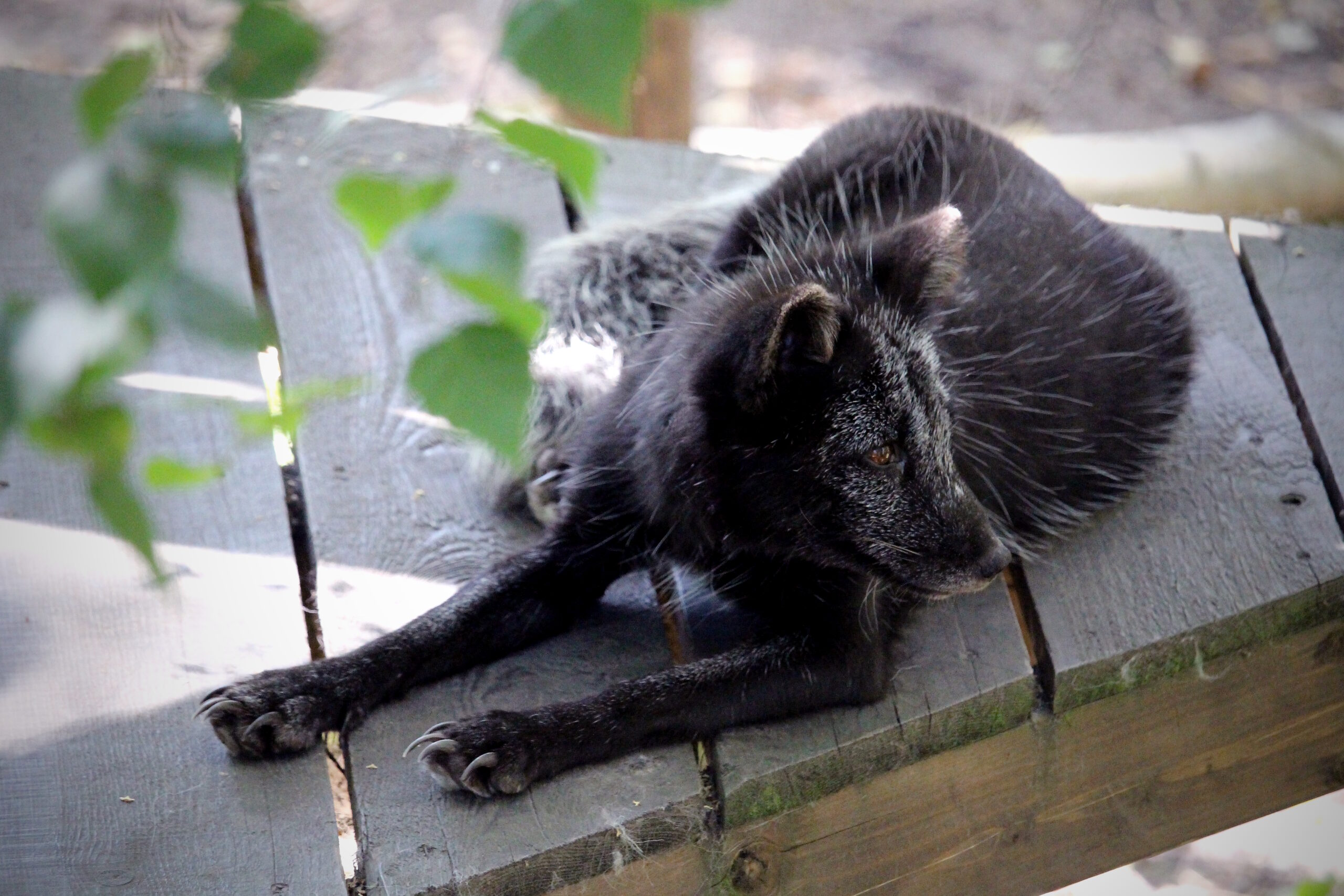 An arctic fox cub at Wildwood. It is lying down, looking to the right. It's fur is mostly black with some white hair around its eyes and on its back.