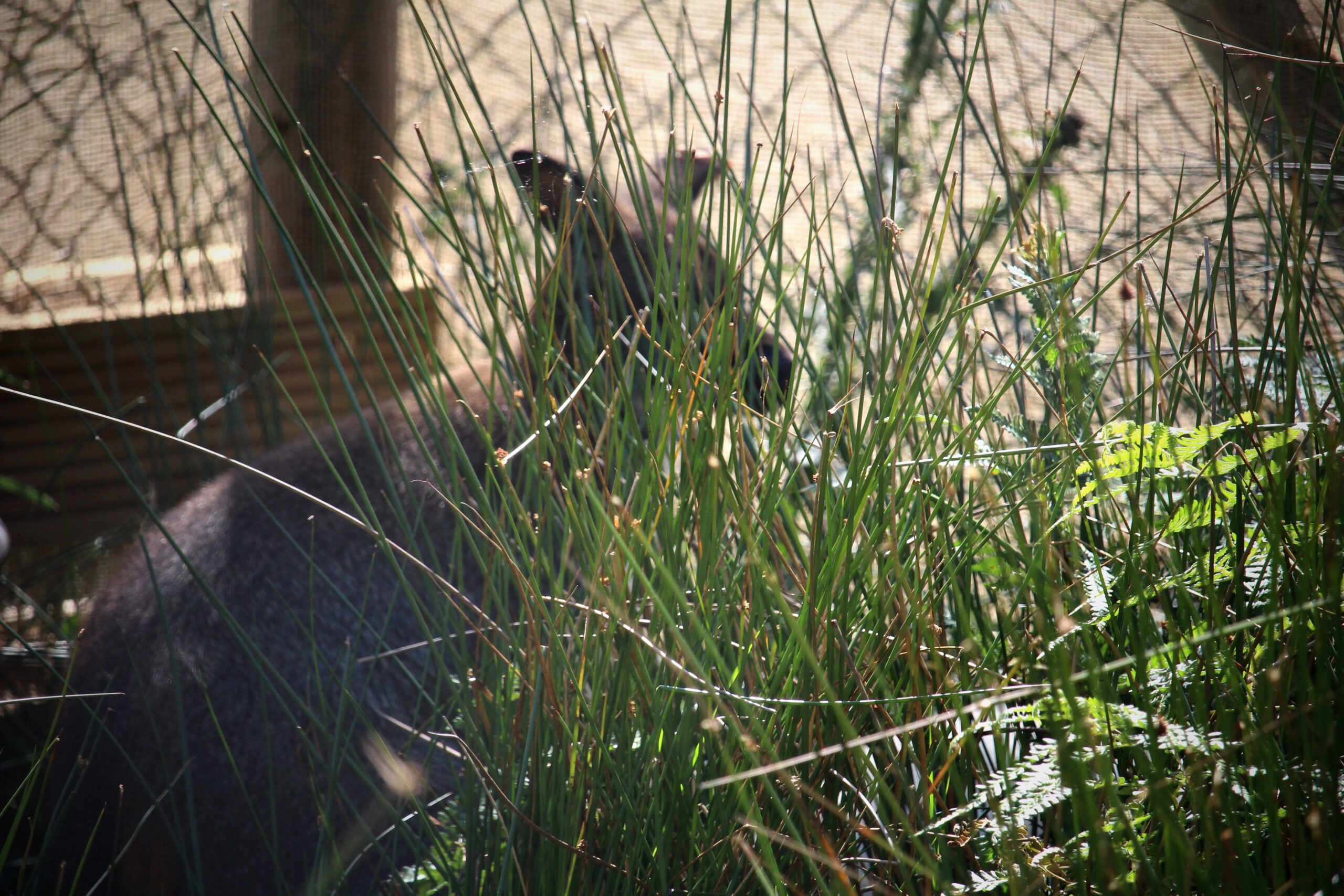 A wallaby hiding behind tall grass at Wildwood.