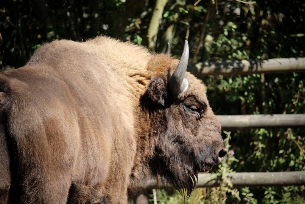 A bison at Wildwood. It is a large male bison, looking to the right.