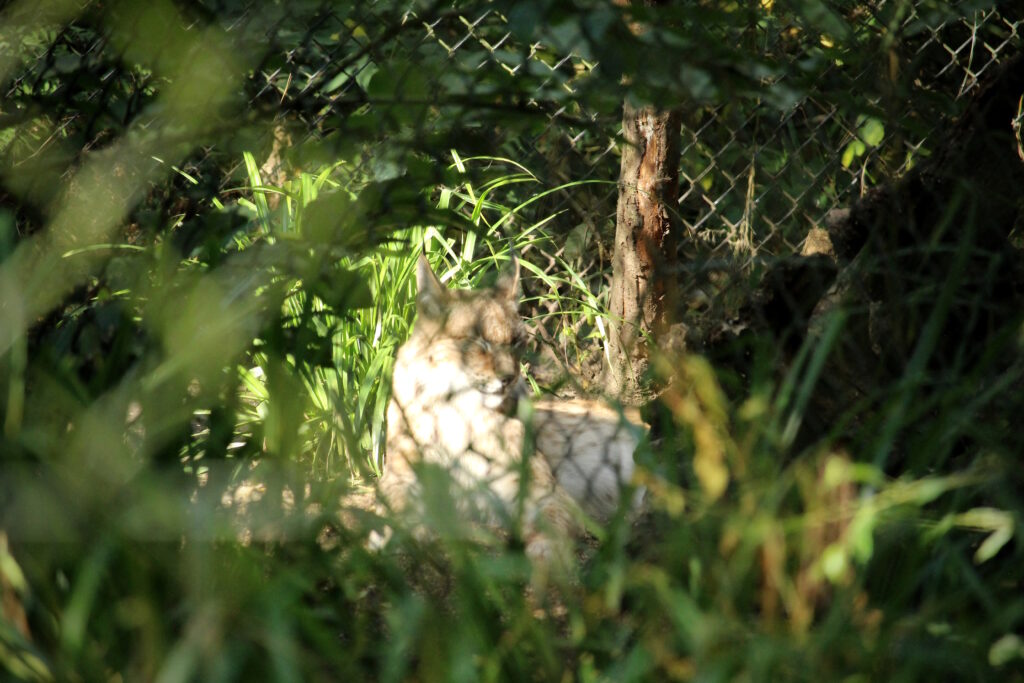 A lynx lying in dappled sunshine at Wildwood, surrounded by grass and trees.