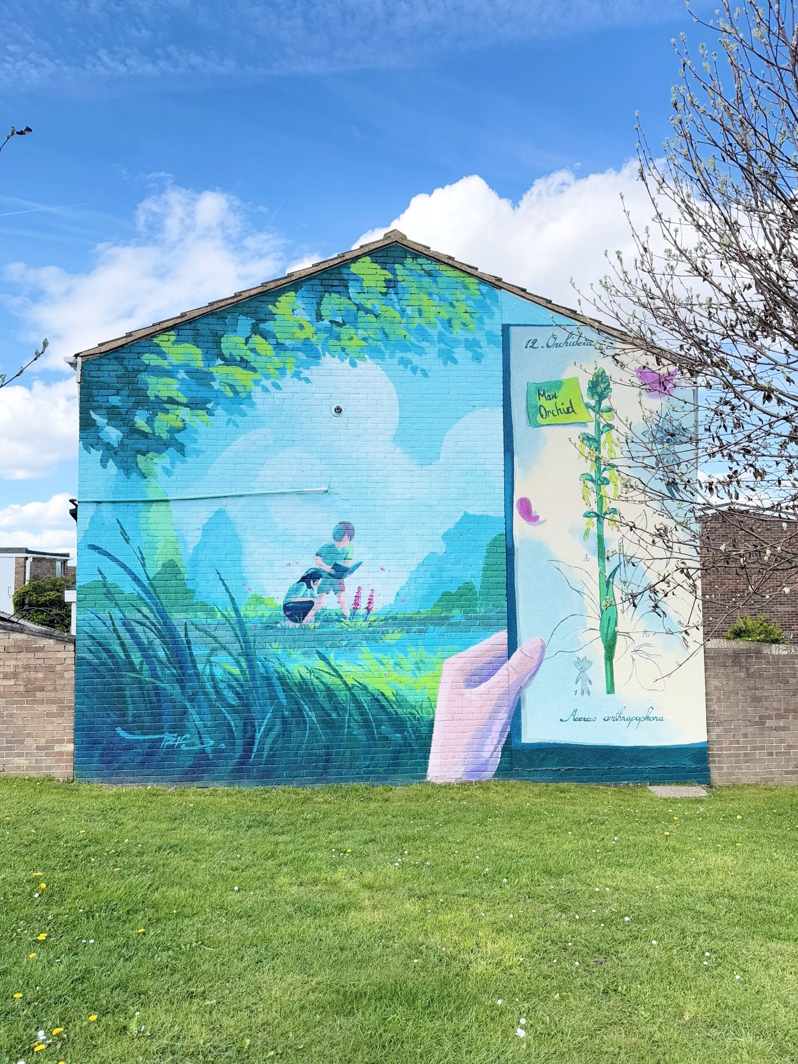 Mister Tris's Man Orchid mural. It shows two children finding the Man Orchid in the wild on the left, and a hand holding a botanical drawing of the Man Orchid on the right.