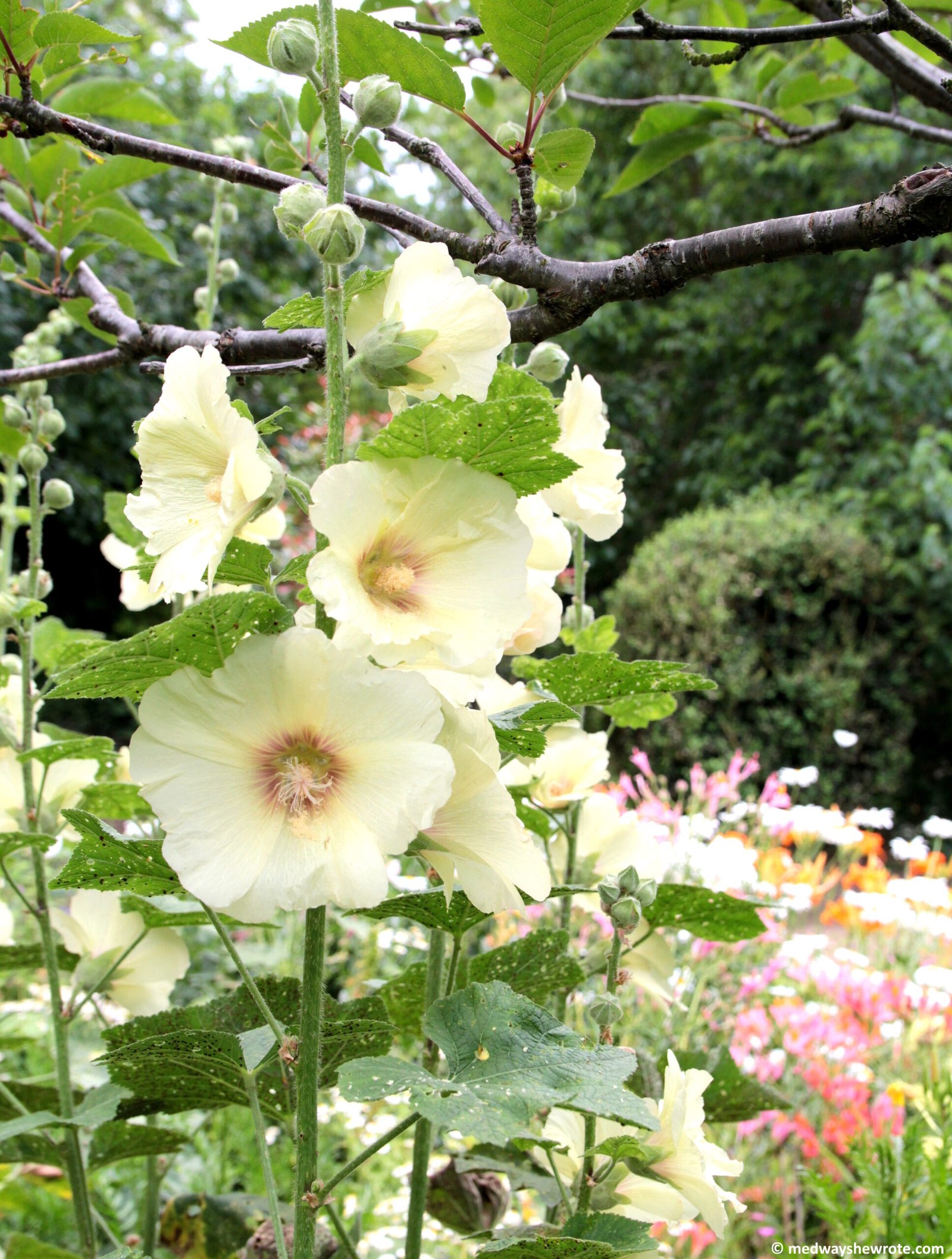Flowers in the garden at Commissioner's House.