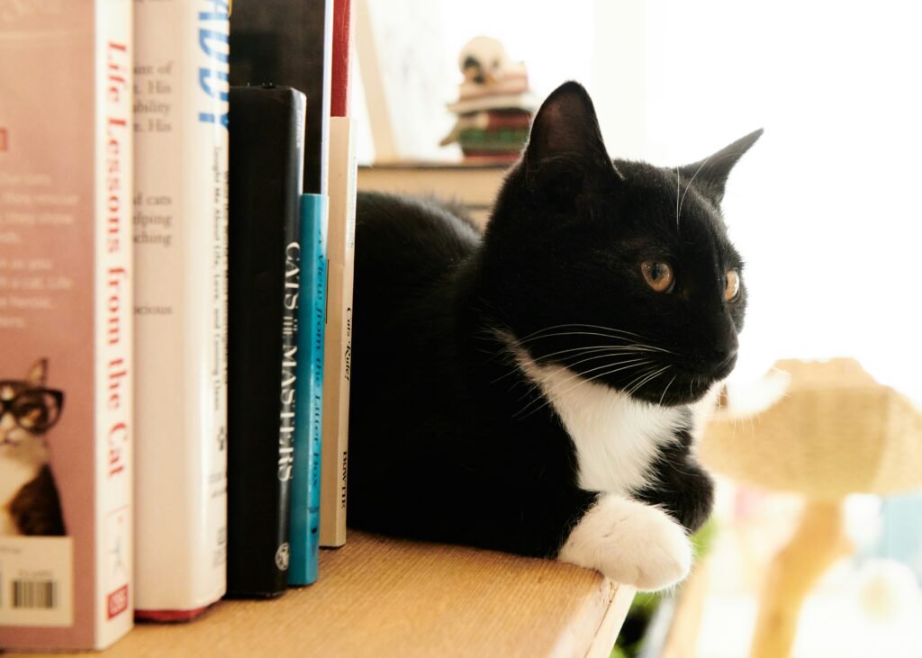 A black and white cat lying on a shelf next to some books. The cat facing to the right. All of the books have cat-related titles.